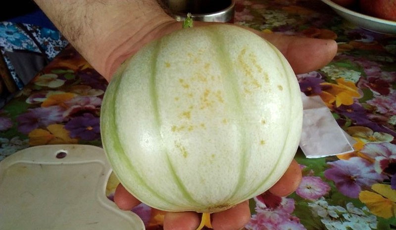 pepino melonflechuosus