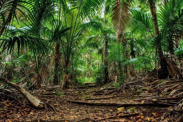 palmera en la naturaleza