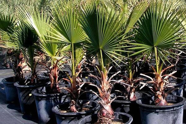 faire pousser des palmiers à la maison