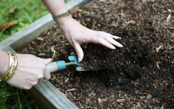 fertilisation pour panais