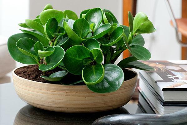 jeune plante peperomia