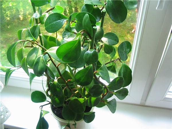 conditions de garder peperomia
