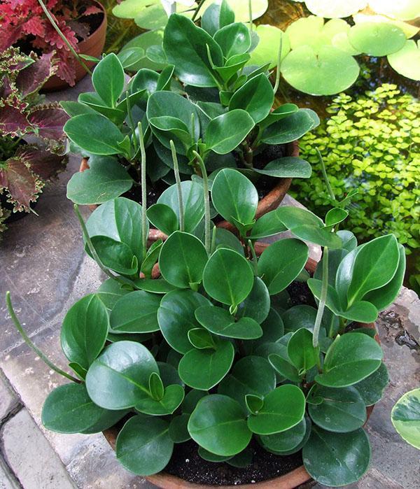 peperomia avec des soins appropriés