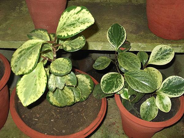 jeunes plantes