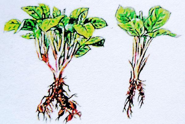 reproduction en divisant le buisson