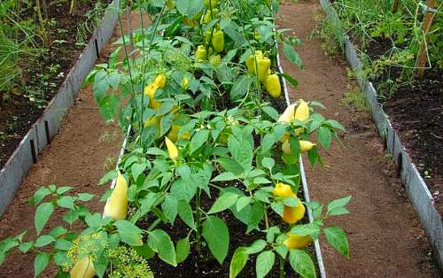 Las camas altas son más adecuadas para cultivar pimientos.