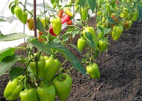 Sur la photo, le poivre cultivé en serre donne plus de rendement.