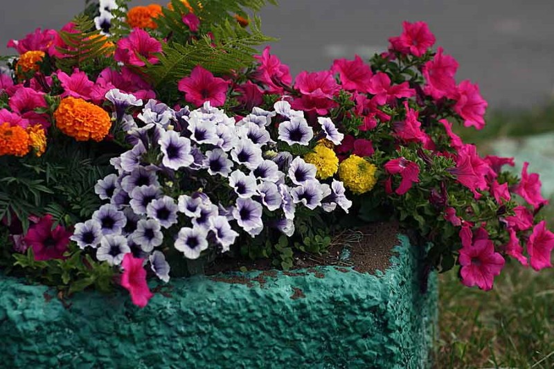 petunias en campo abierto