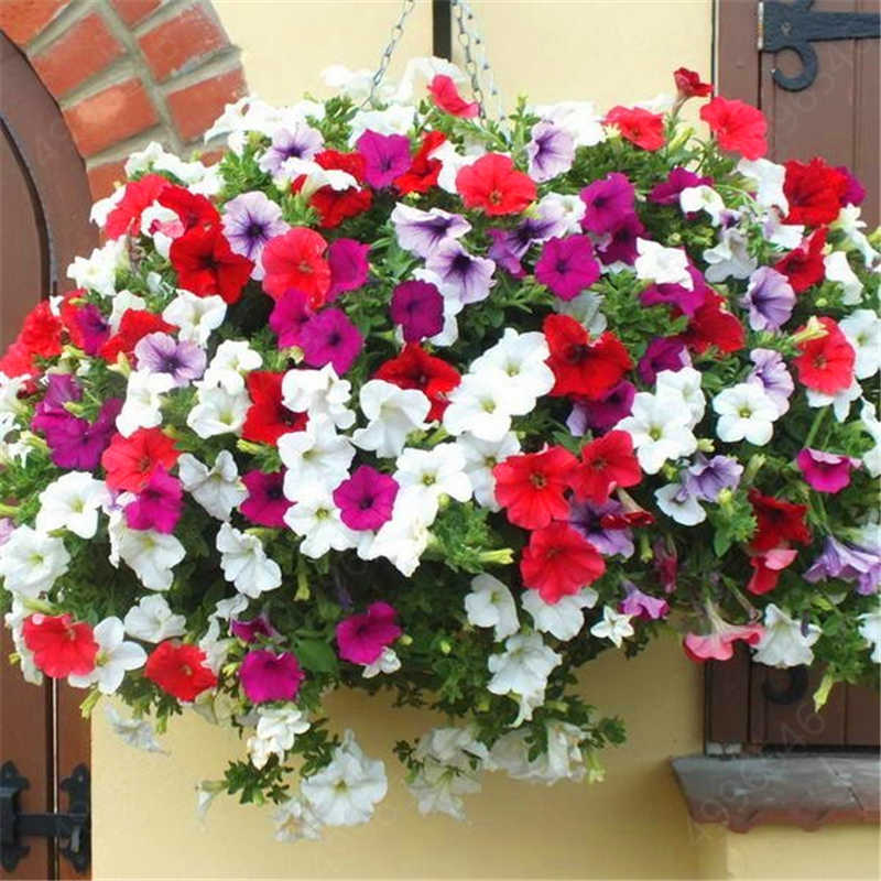 petunias ampelous