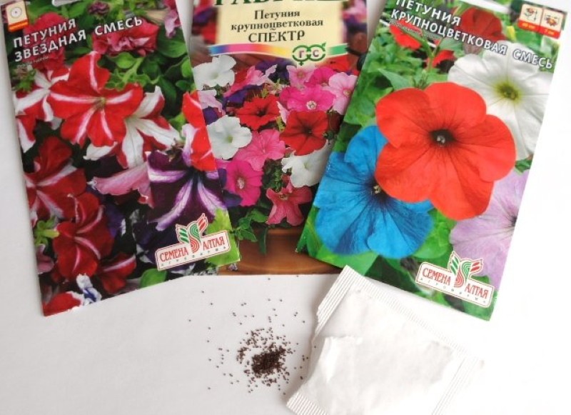 graines de pétunia