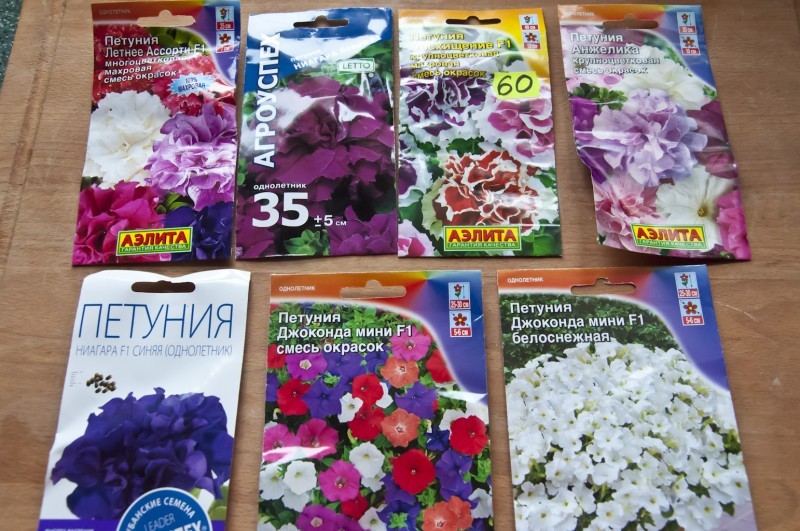 comment choisir les graines de pétunia