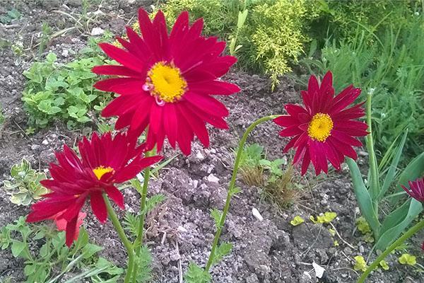 variedad estrella escarlata en el macizo de flores