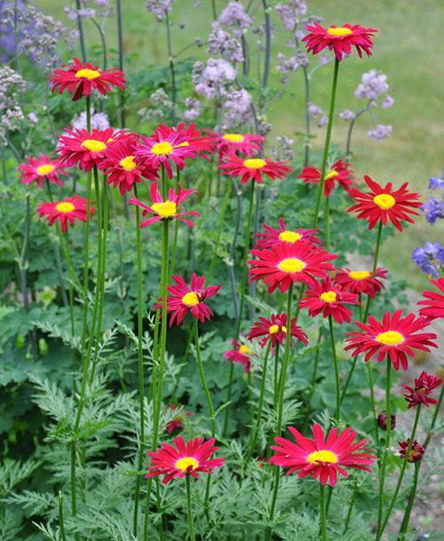 variété duro dans le jardin