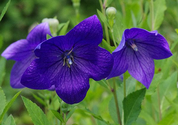 platicodon de flores grandes