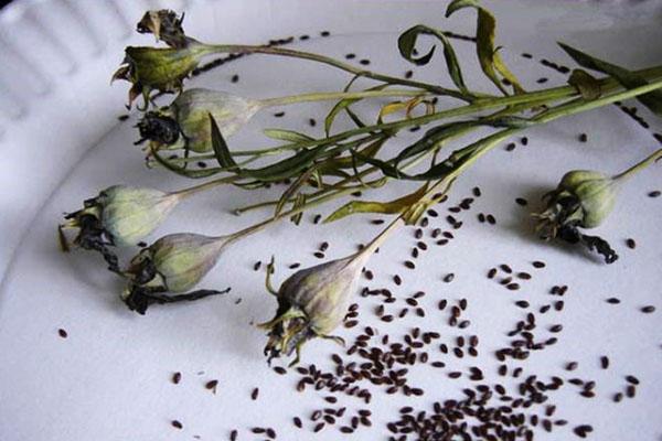 semillas de platycodon