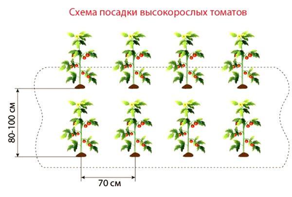 plantar tomates altos