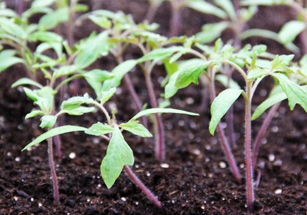 plántulas de tomate