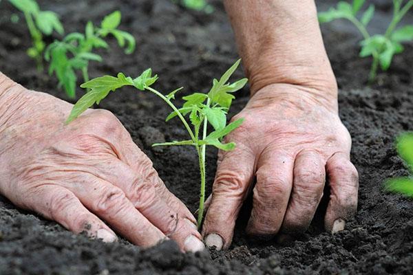 plantando una gota de miel en campo abierto