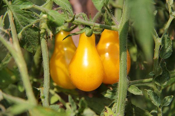 creciente gota de miel de tomate