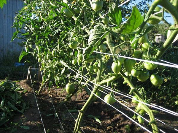 arbustos de tomate atados