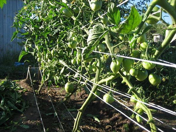 buissons de tomates attachés