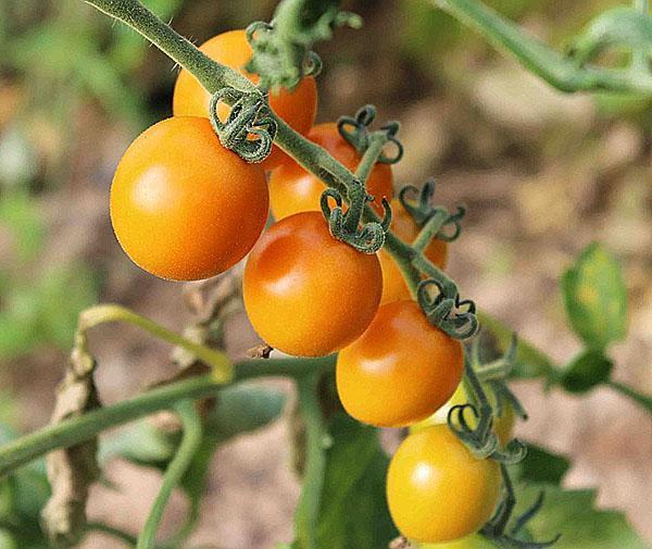 variedad de cereza Sangold