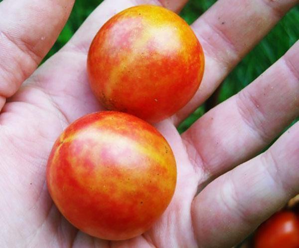 grado de caramelo de cereza Isis