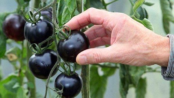 variété de cerise noire