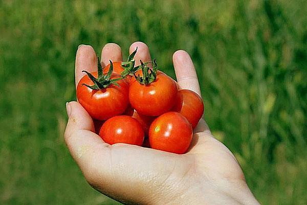 nous cultivons nos propres tomates cerises