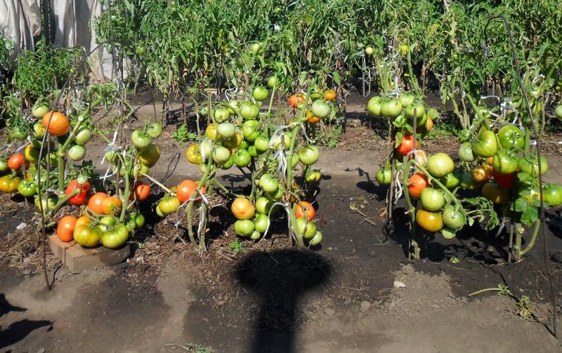 faire pousser des tomates selon la méthode de I.M. Maslov avantages et inconvénients