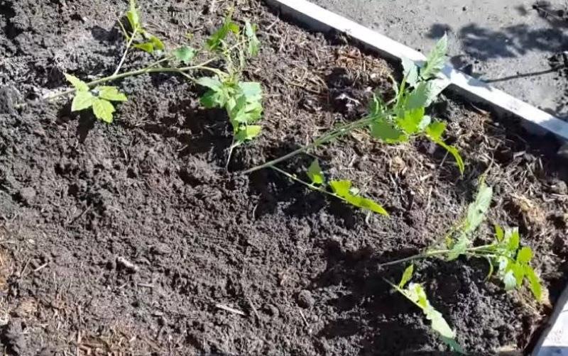 faire pousser des tomates selon la méthode de I.M. Maslov