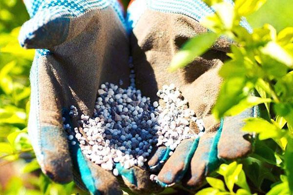 fertilizante para mijo