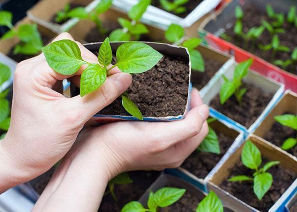 plántulas de albahaca