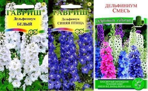 graines de delphinium