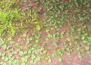 plántulas de viola