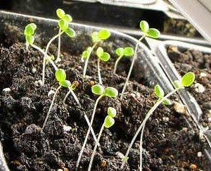 brotes de viola