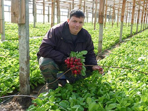 El primer rábano está maduro