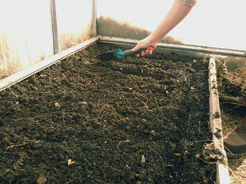 Preparación de camas para sembrar rábanos.