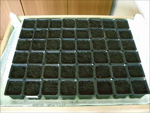 Casetes de suelo para plantar rábanos en invernadero.