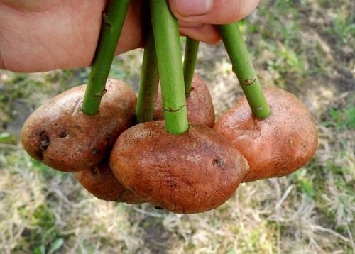 esquejes en patatas