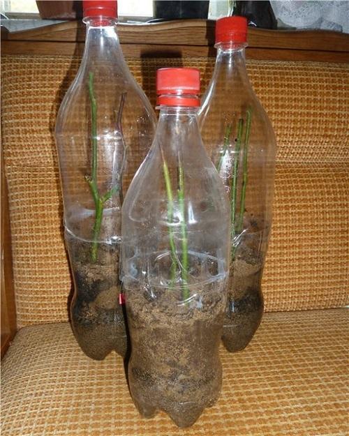 esquejes plantados en botellas
