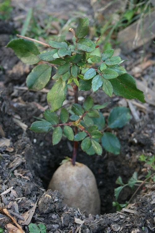 tallo de rosa enraizado