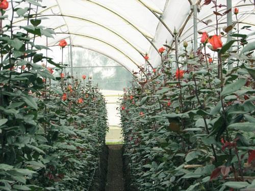 rosas en invernadero