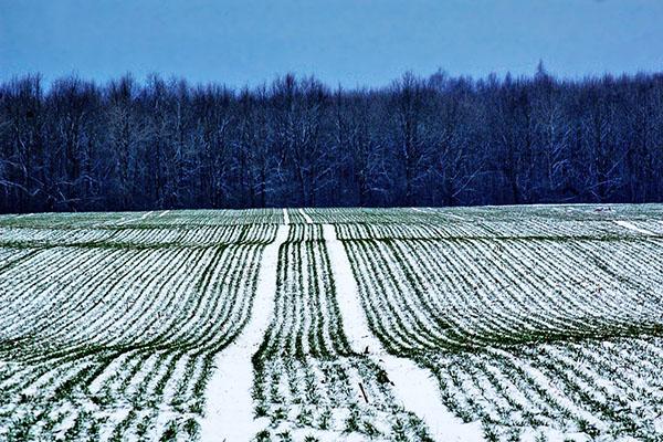 campo de centeno en invierno