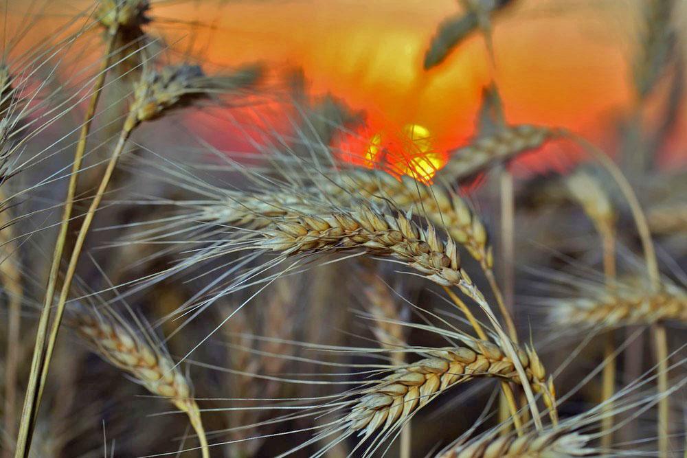 cultivo de centeno