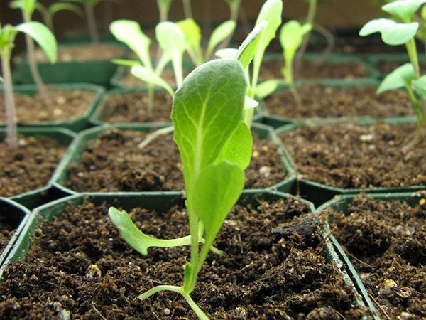 cultivo de plántulas de lechuga romana