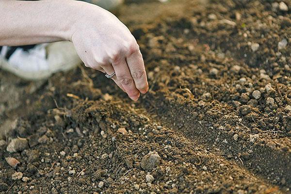 sembrando semillas de lechuga romana en campo abierto