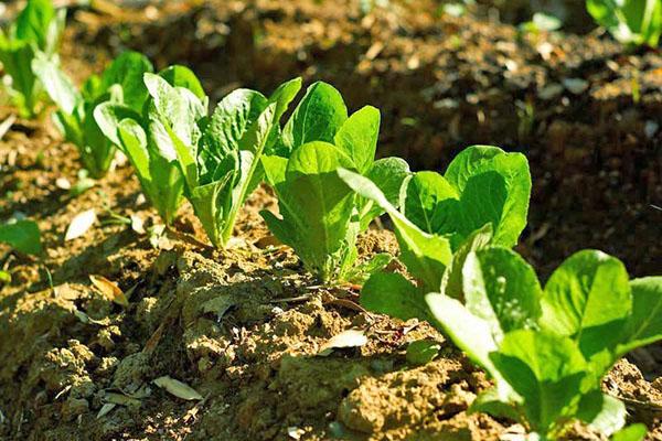 lechuga romana en el jardín