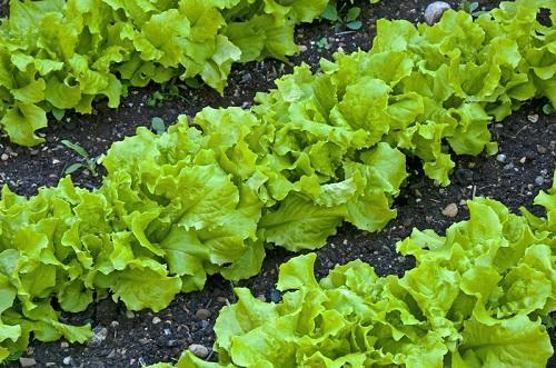 ensalada de verduras