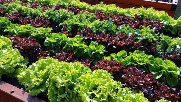 un lit de jardin avec salade de différentes variétés